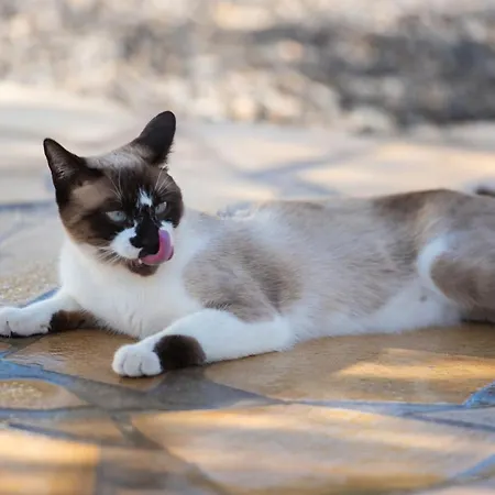 公寓 La Perla 坎德拉里亚