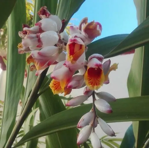 Apartment La Perla Candelaria