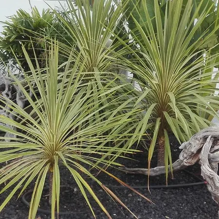 La Perla Appartement *