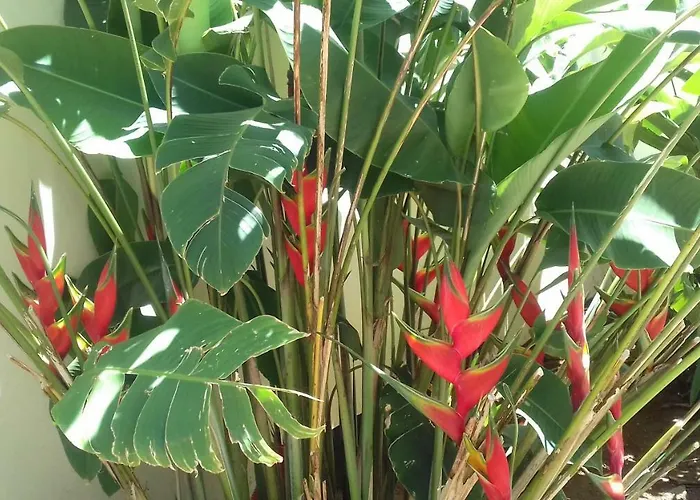 La Perla Apartamento *