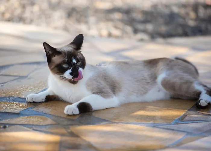 Appartement La Perla Candelaria