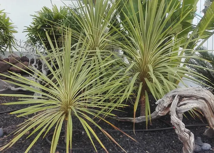 La Perla Appartement *