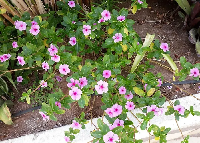 La Perla Appartement *